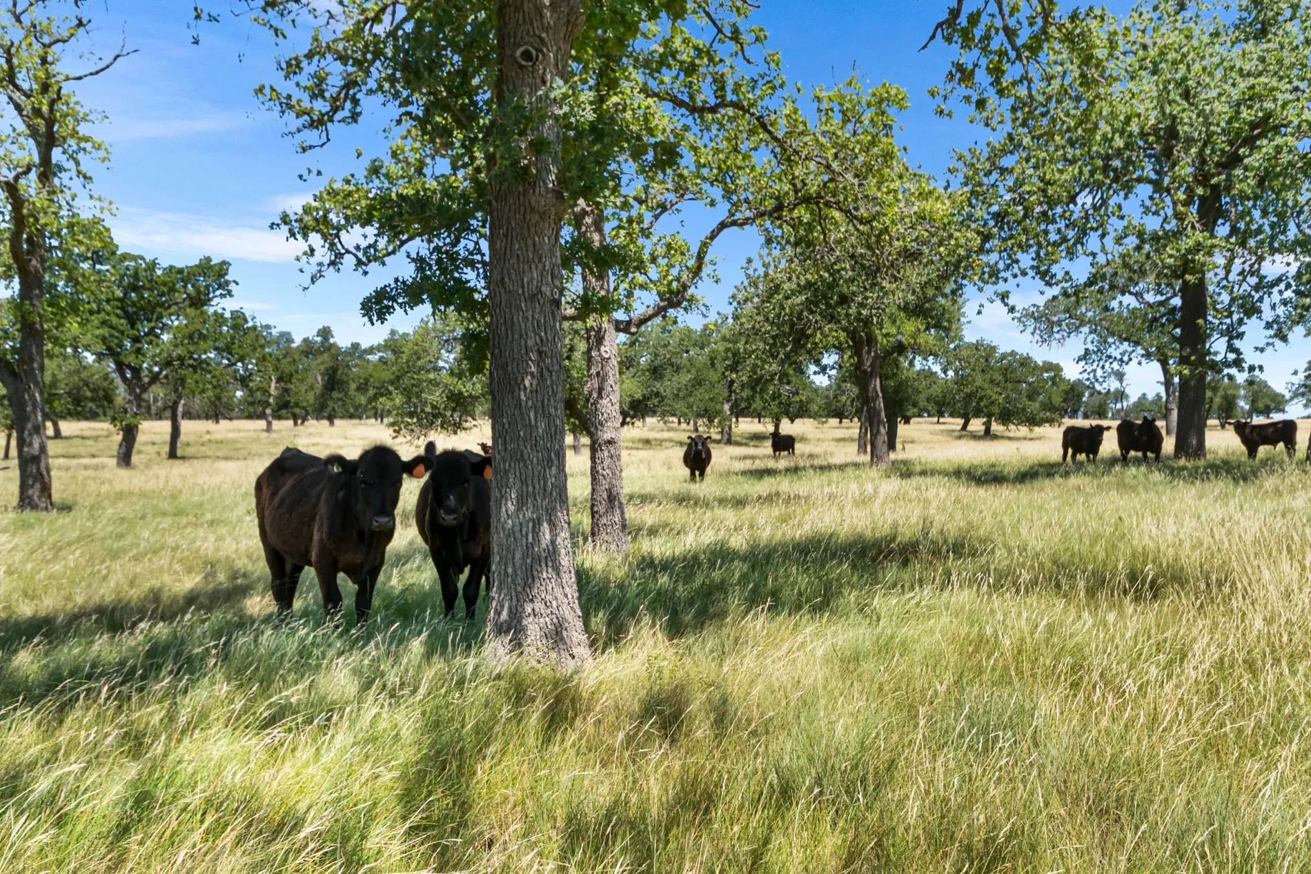 4369 Reeh-Weinheimer Road , Fredericksburg, TX 78624, Fredericksburg, Texas, United States. - Photo 30