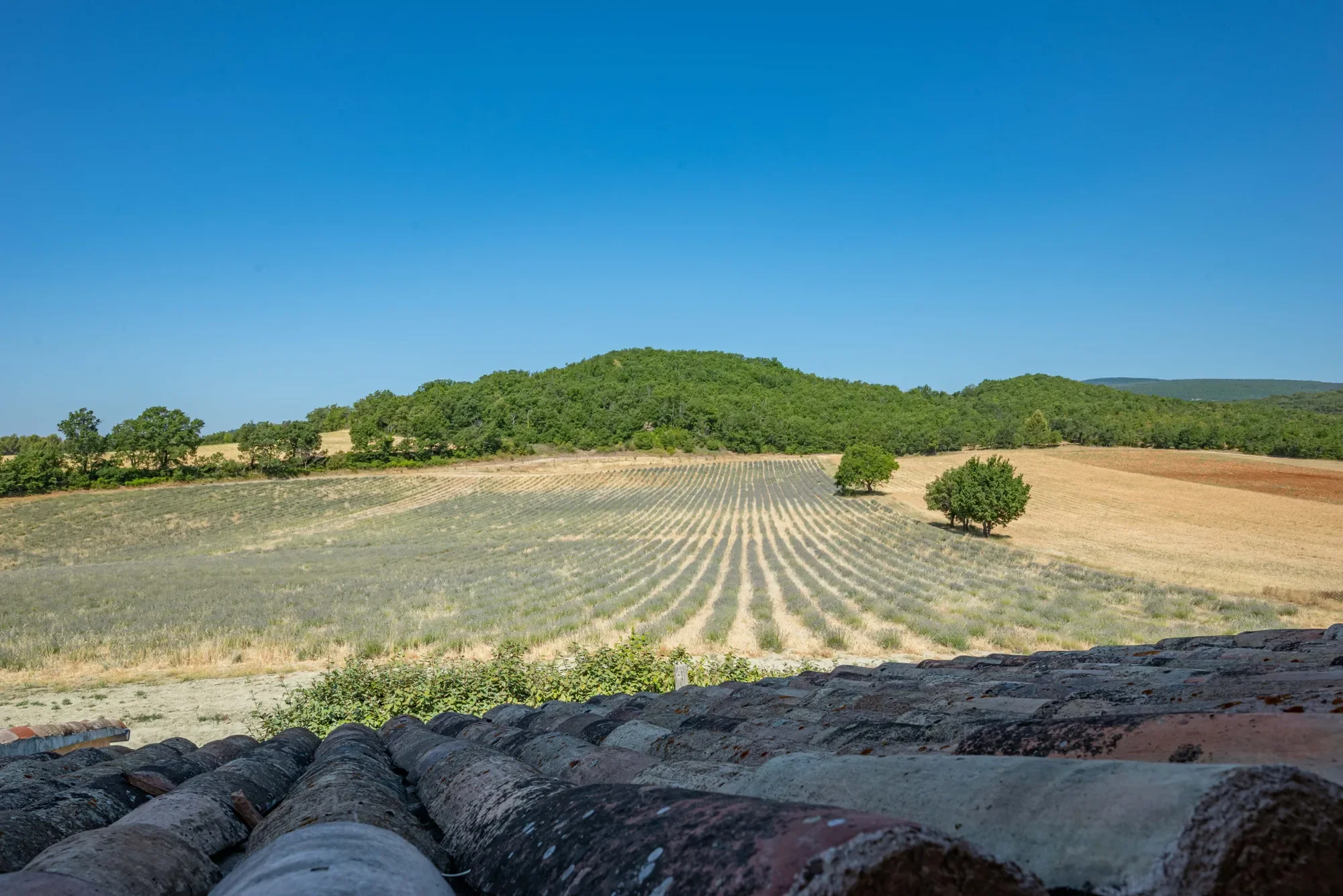 Forcalquier, Provence-Alpes-Côte d'Azur, France. - Photo 32