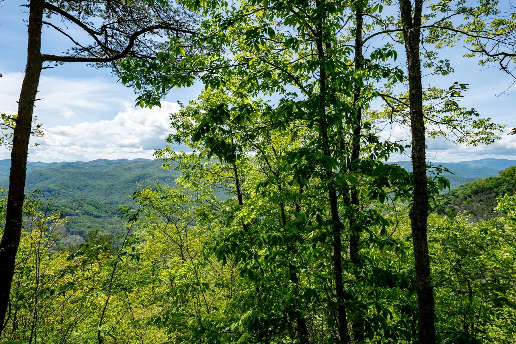 444 Woodring Cemetery Road, Tuckasegee, NC 28783, 28783, North Carolina, United States. - Photo 23