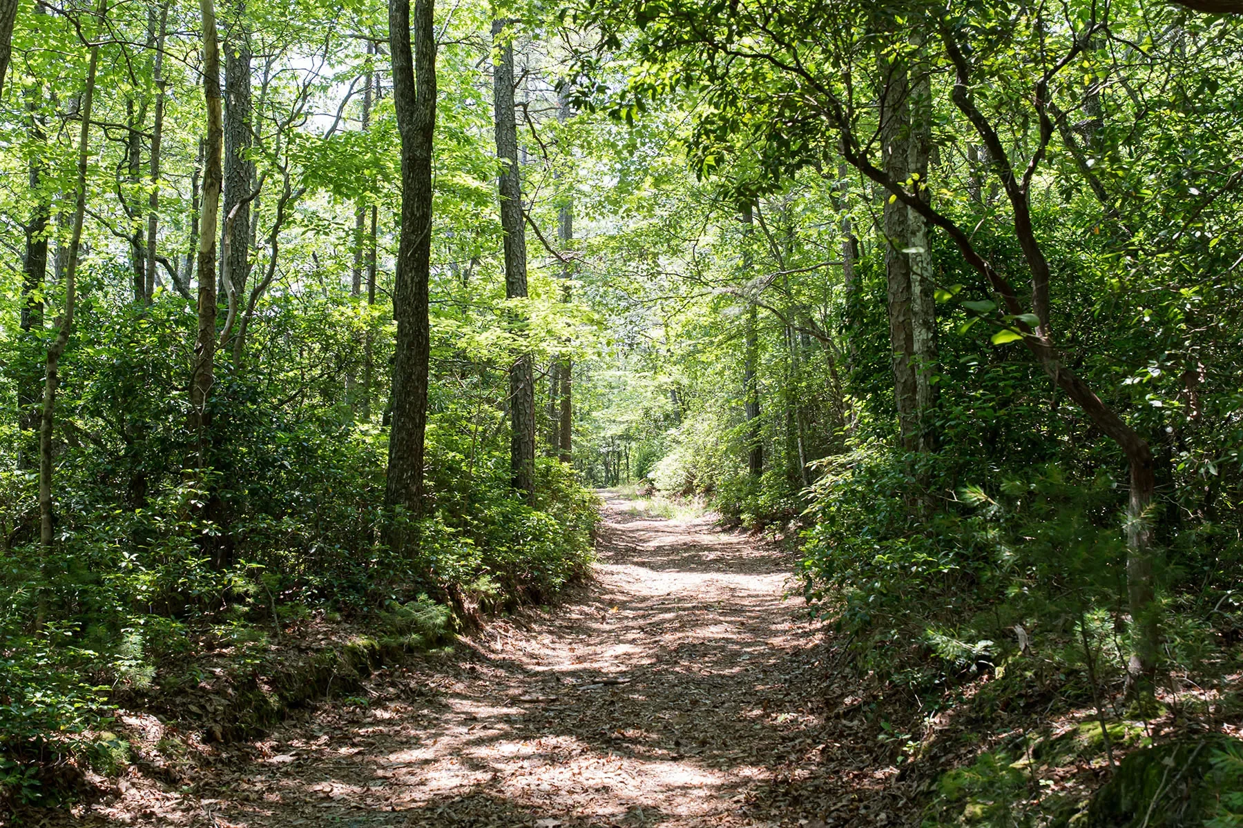 1000 Sutton Creek Road, Pisgah Forest, NC 28768, Mills River, North Carolina, United States. - Photo 6