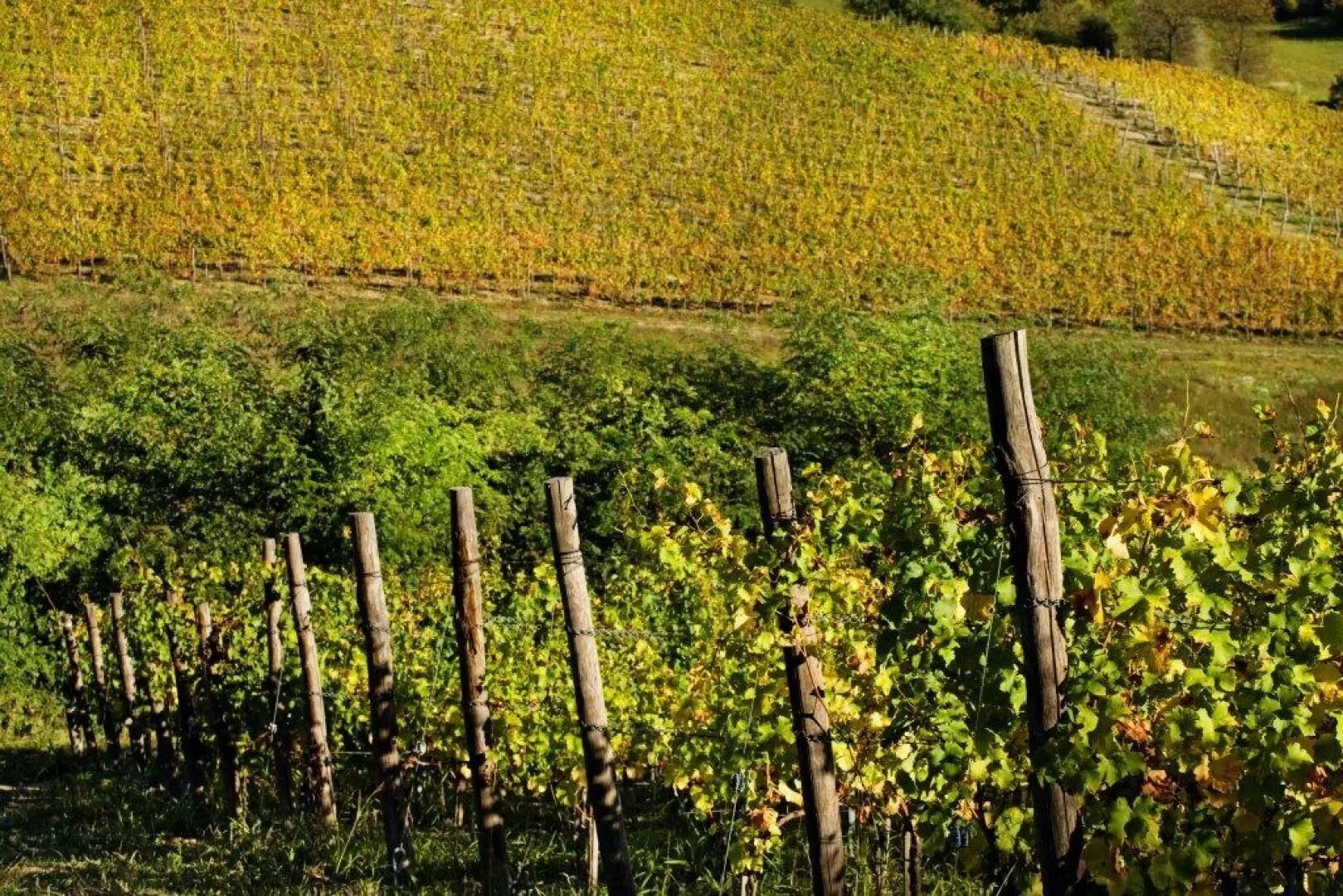 Cremolino, Piedmont, Italy. - Photo 20