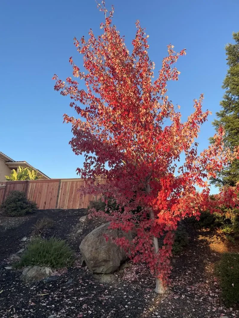 5100 Thalia Drive, El Dorado Hills, California, United States. - Photo 17