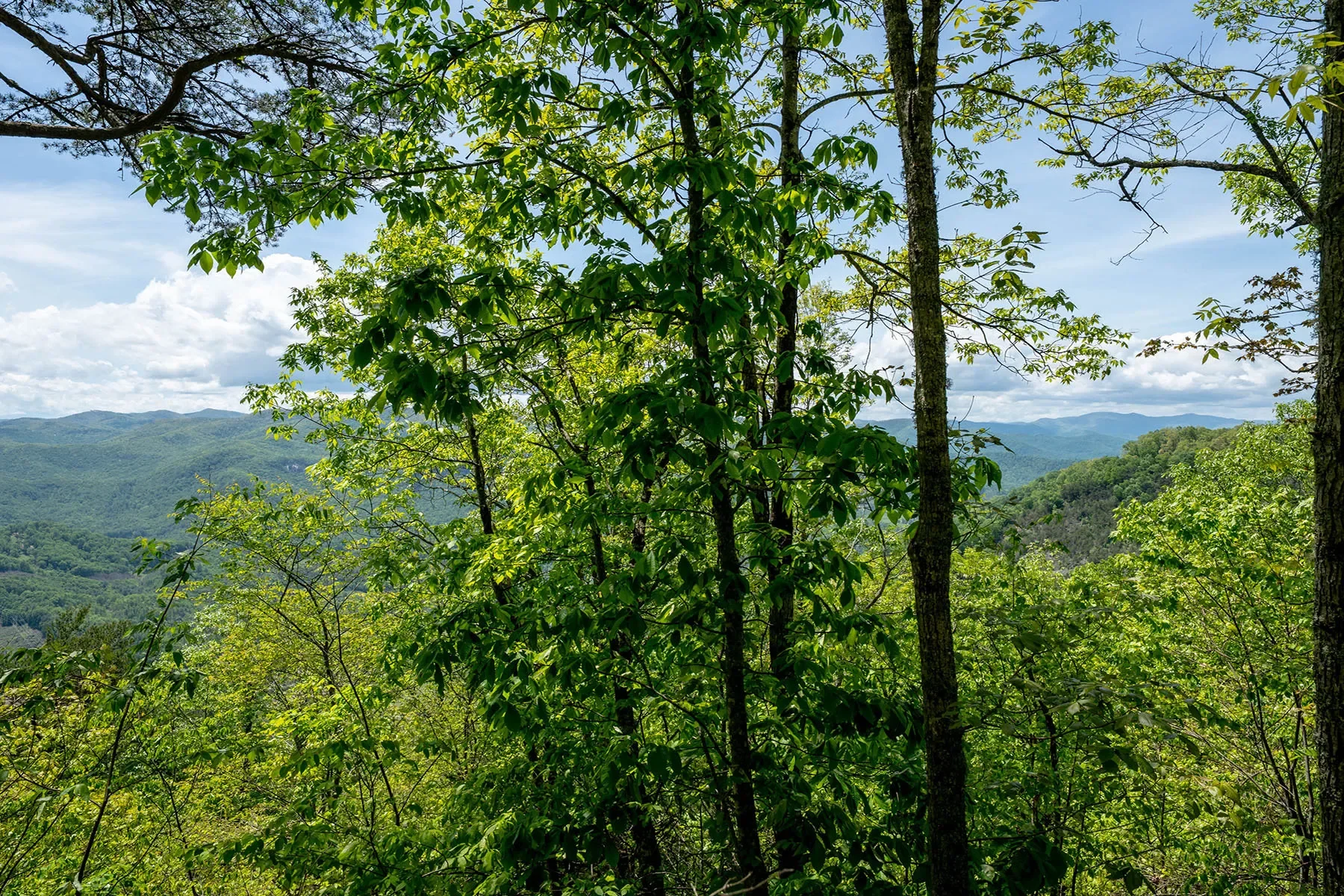 444 Woodring Cemetery Road, Tuckasegee, NC 28783, 28783, North Carolina, United States. - Photo 25