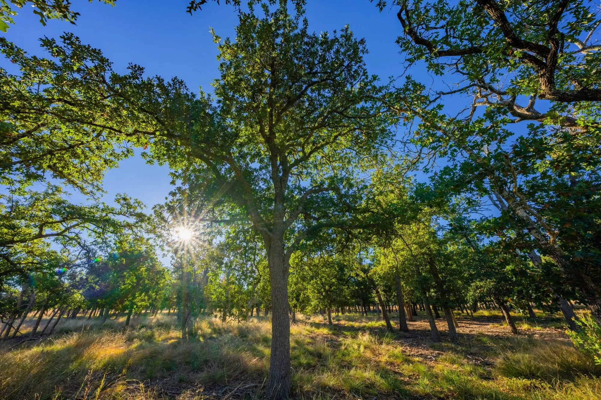 28 Ruger Road , Fredericksburg, TX 78624, Fredericksburg, Texas, United States. - Photo 22
