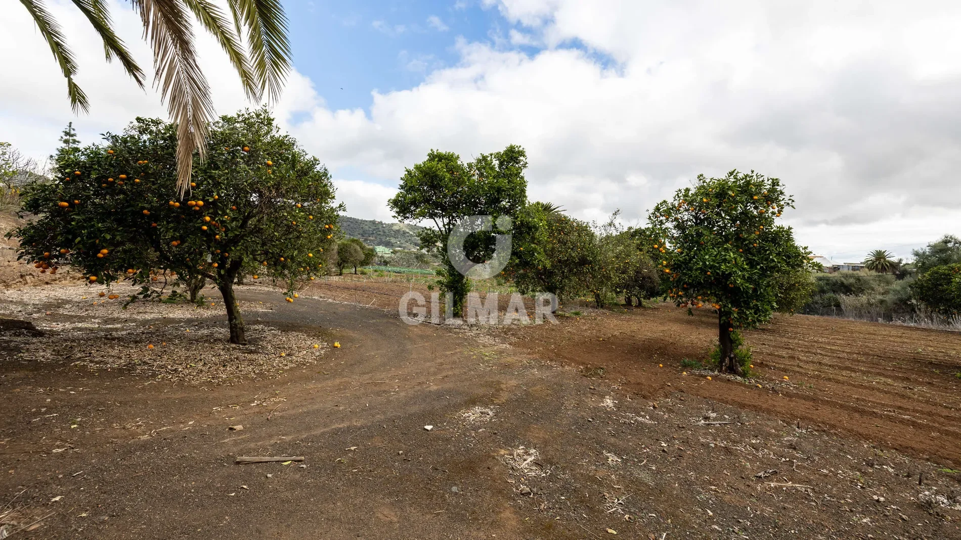 SANTA BRÍGIDA, Las Palmas, SANTA BRÍGIDA, Santa Brigida, Canary Islands, Spain. - Photo 31