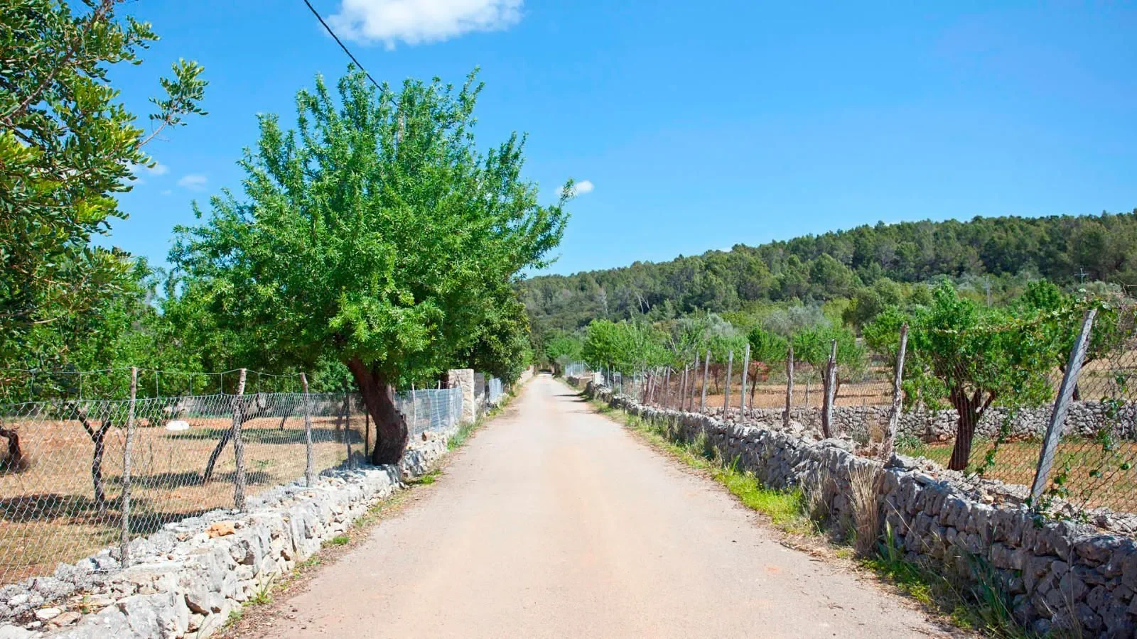 Selva, Baleares, Selva, Selva, Balearic Islands, Spain. - Photo 8