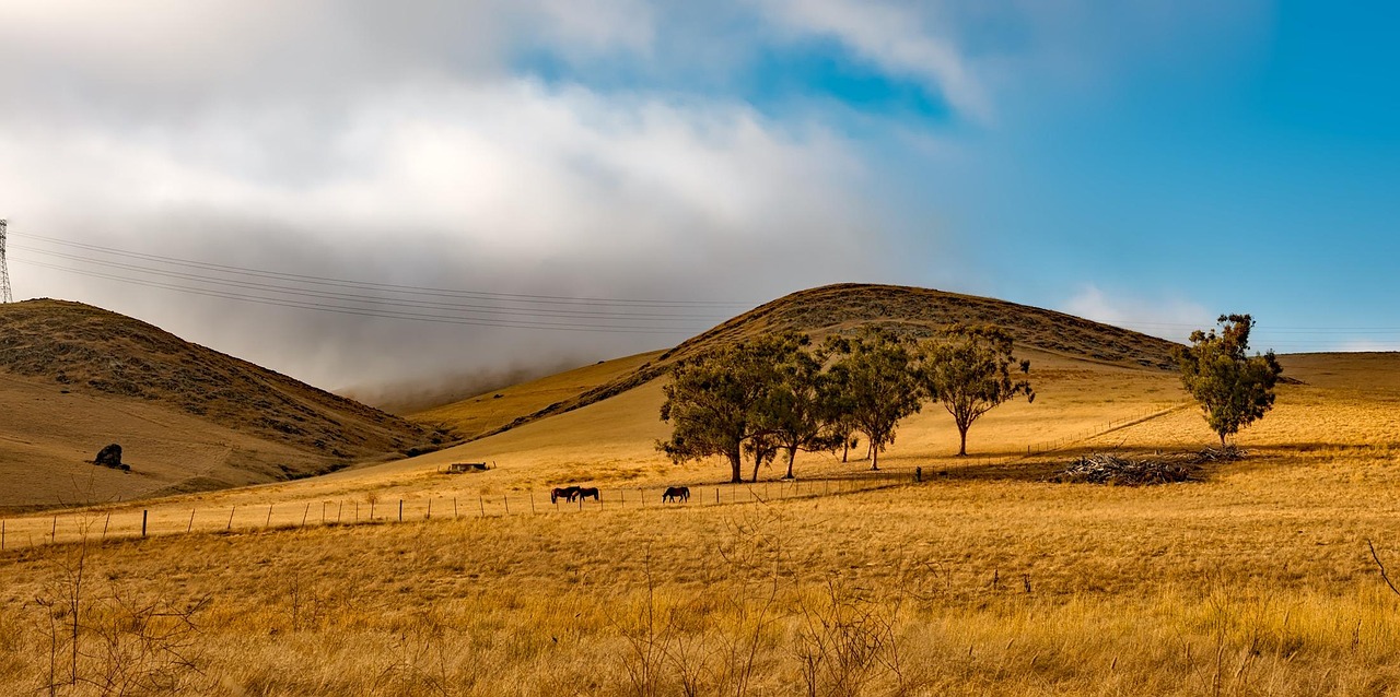 Nipomo, CA Buyer's Guide